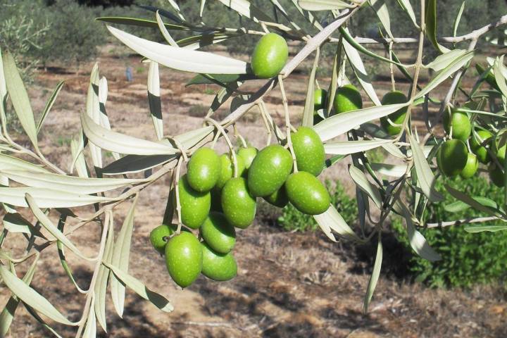 Olive Grove and Olive Oil Press Tour