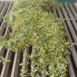 Olive Grove and Olive Oil Press Tour