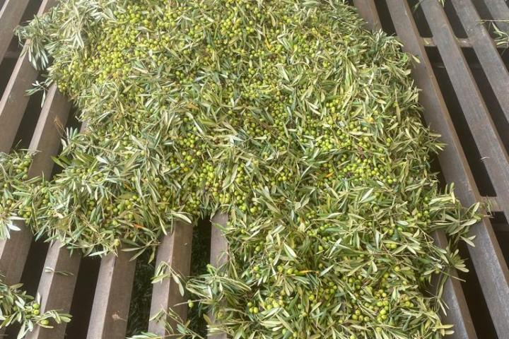 Olive Grove and Olive Oil Press Tour