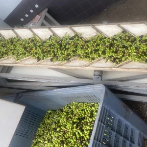 Olive Grove and Olive Oil Press Tour