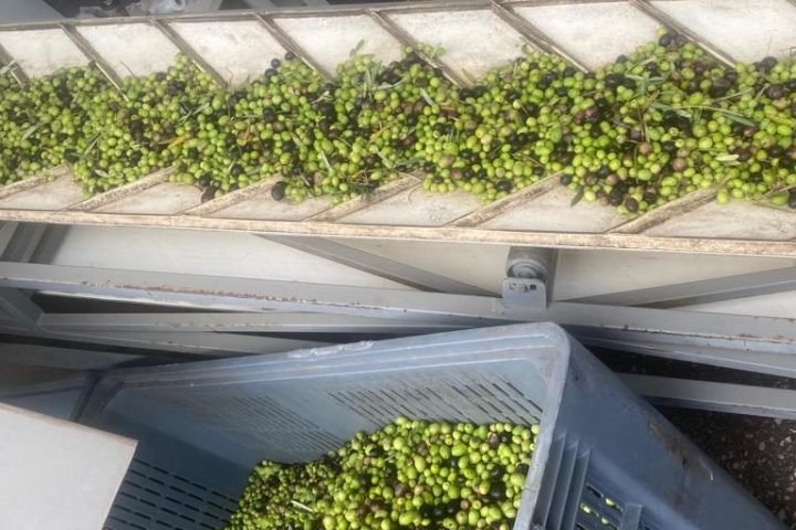 Olive Grove and Olive Oil Press Tour