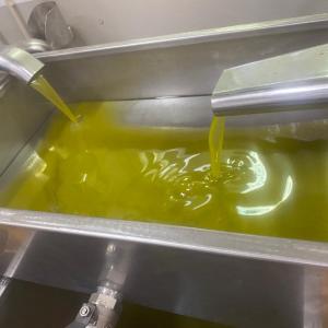 Olive Grove and Olive Oil Press Tour