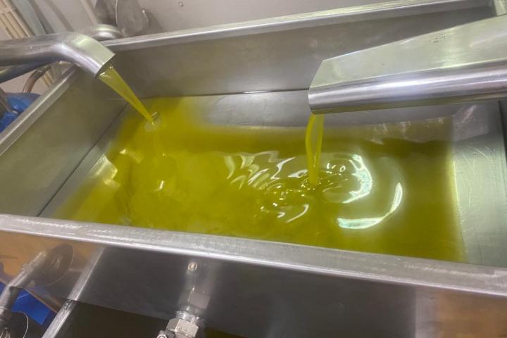 Olive Grove and Olive Oil Press Tour