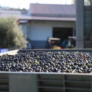 Olive Grove and Olive Oil Press Tour