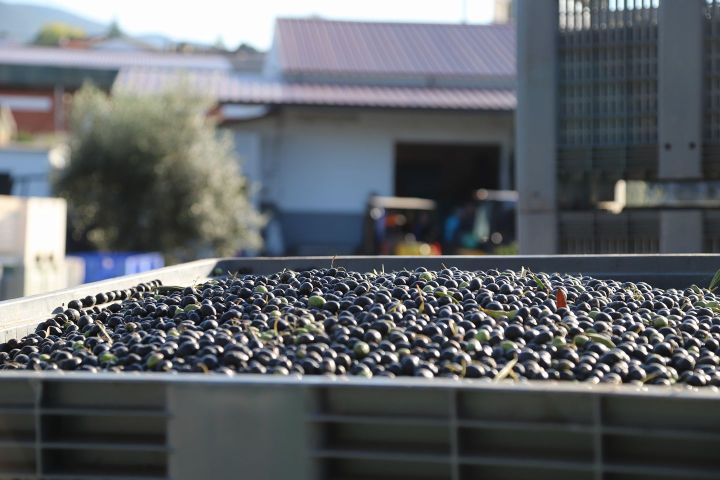 Olive Grove and Olive Oil Press Tour