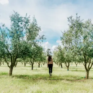 Olive Grove and Olive Oil Press Tour