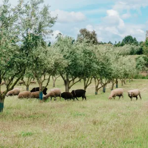 Olive Grove and Olive Oil Press Tour