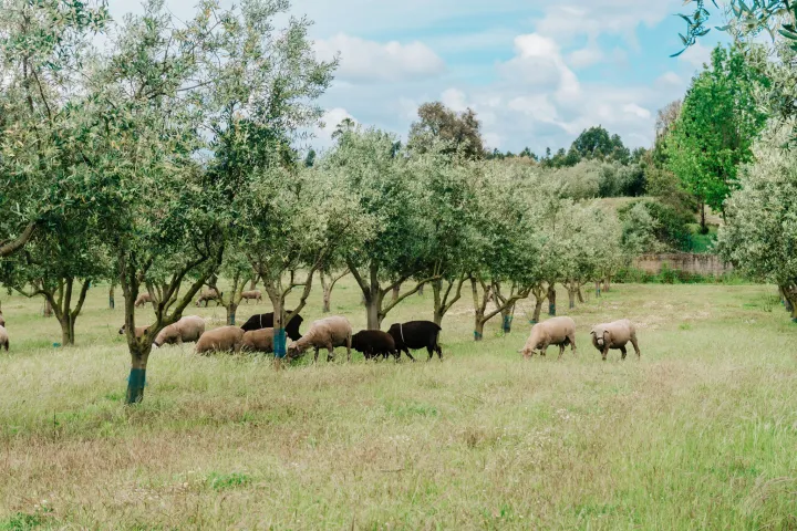 Olive Grove and Olive Oil Press Tour