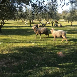 Olive Grove and Olive Oil Press Tour