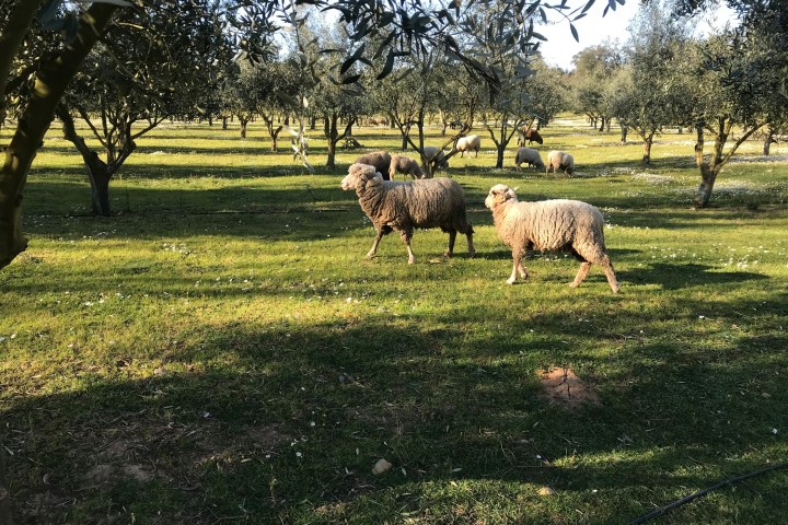 Olive Grove and Olive Oil Press Tour