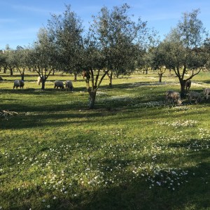 Olive Grove and Olive Oil Press Tour