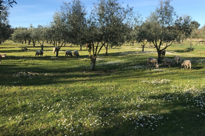 Olive Grove and Olive Oil Press Tour