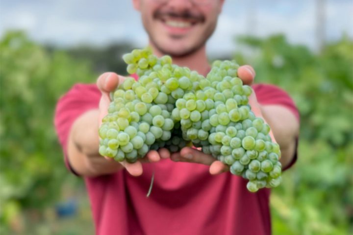 Montemor-o-Novo Wine Tasting