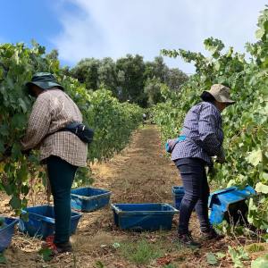 Montemor-o-Novo Wine Tasting