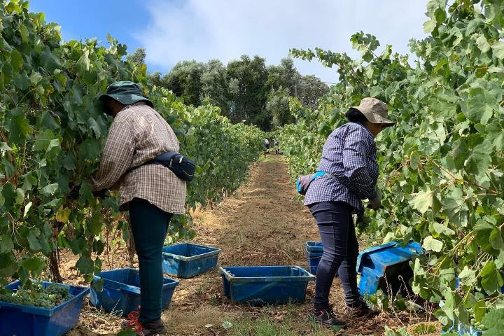 Montemor-o-Novo Wine Tasting