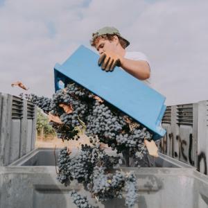 Montemor-o-Novo Wine Tasting