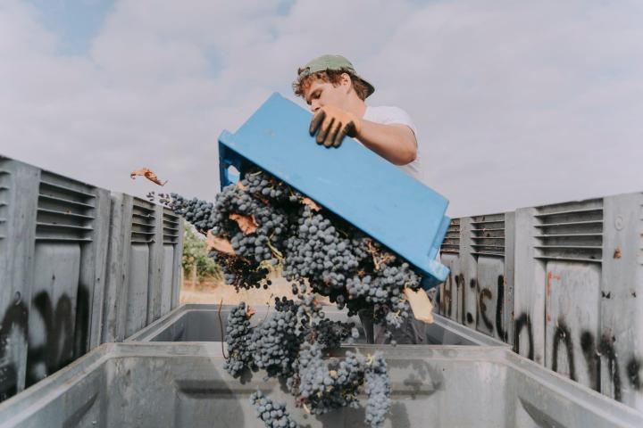 Montemor-o-Novo Wine Tasting