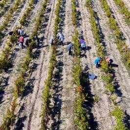 Dão wine terroir tasting
