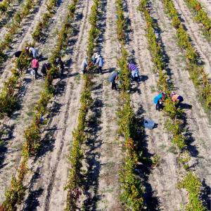 Dão wine terroir tasting