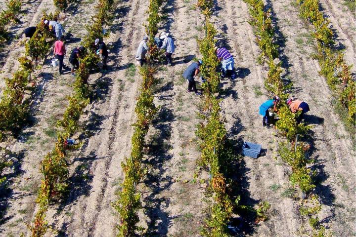 Dão wine terroir tasting