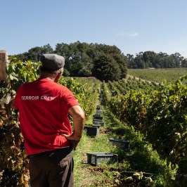 Dão wine terroir tasting