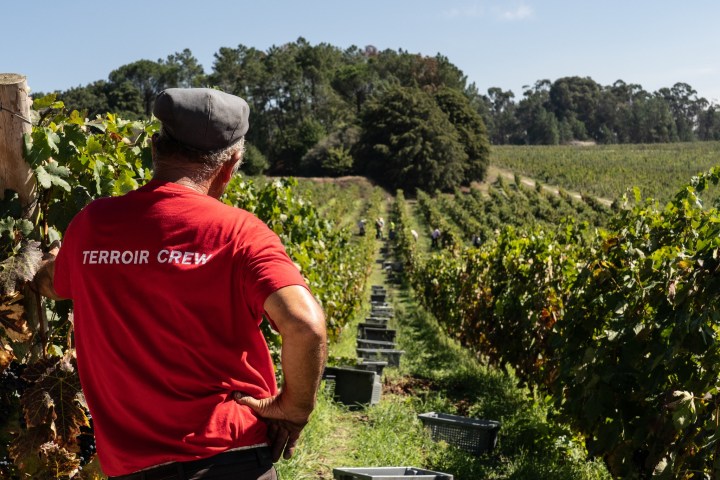 Dão wine terroir tasting