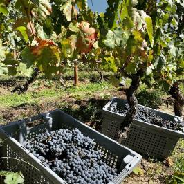 Dão wine terroir tasting