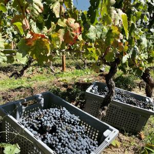 Dão wine terroir tasting