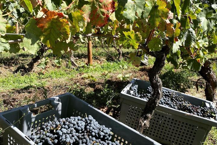 Dão wine terroir tasting