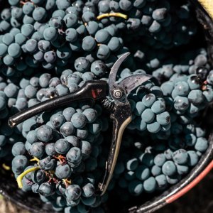 Dão wine terroir tasting