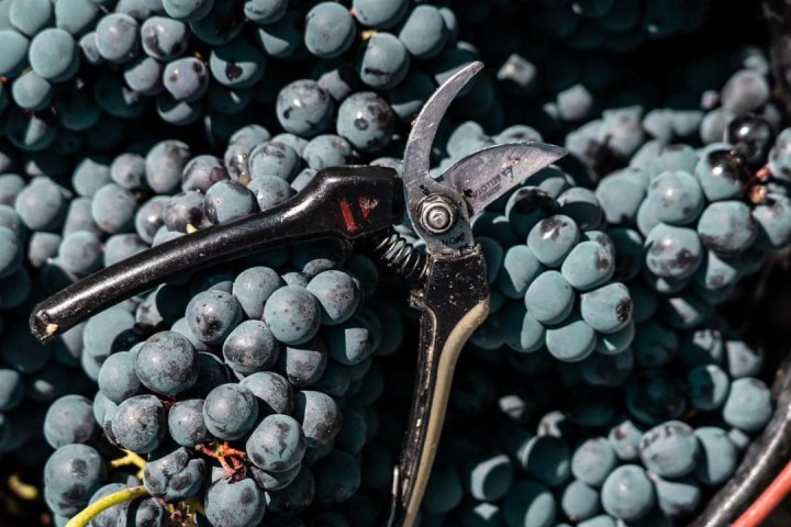 Dão wine terroir tasting