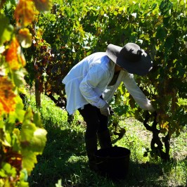 Dão wine terroir tasting