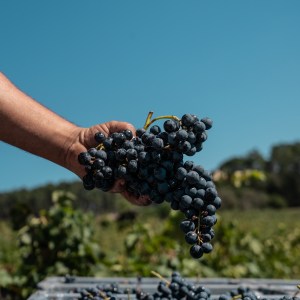 Dão wine terroir tasting