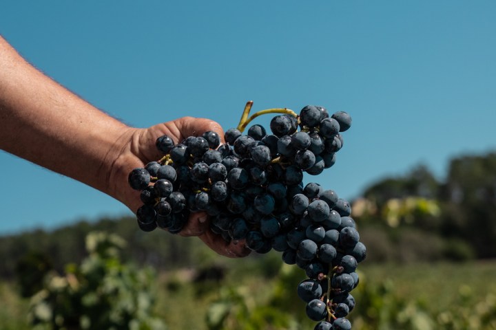 Dão wine terroir tasting