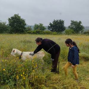 Viseu Goat Cheese Making tour