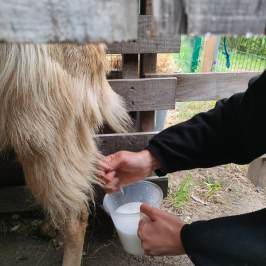 Viseu Goat Cheese Making tour