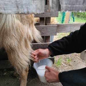 Viseu Goat Cheese Making tour