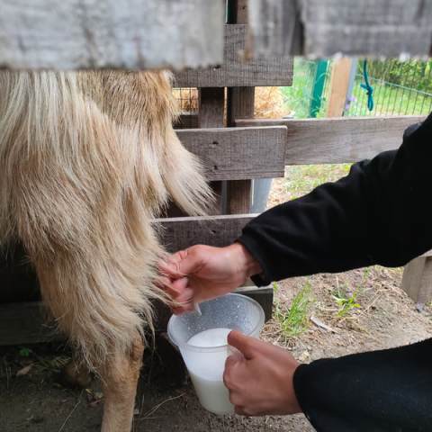 Viseu Goat Cheese Making tour