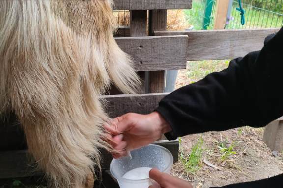 Viseu Goat Cheese Making tour