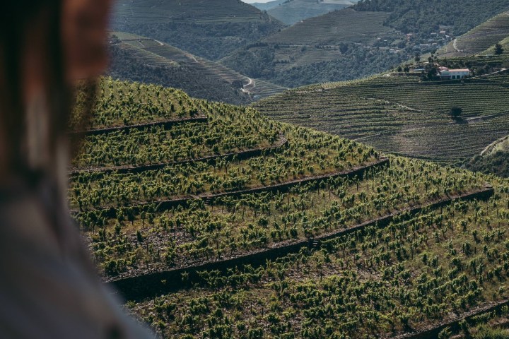 douro wine tasting