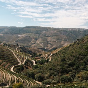 douro wine tasting