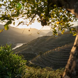 douro wine tasting