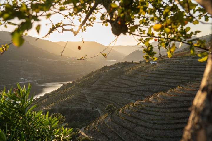 douro wine tasting