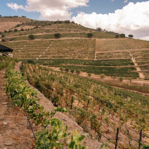 douro wine tasting