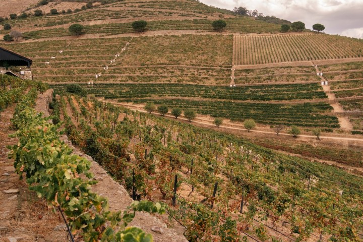 douro wine tasting