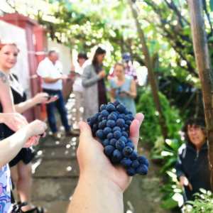 madeira food and wine tour