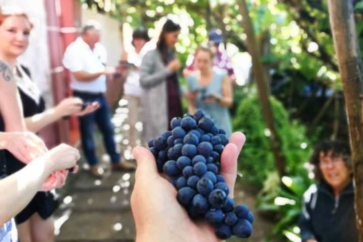 madeira food and wine tour