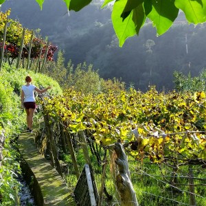 madeira food and wine tour