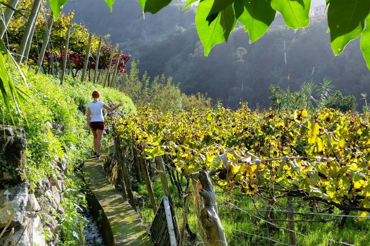 madeira food and wine tour