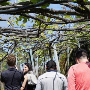 madeira food and wine tour